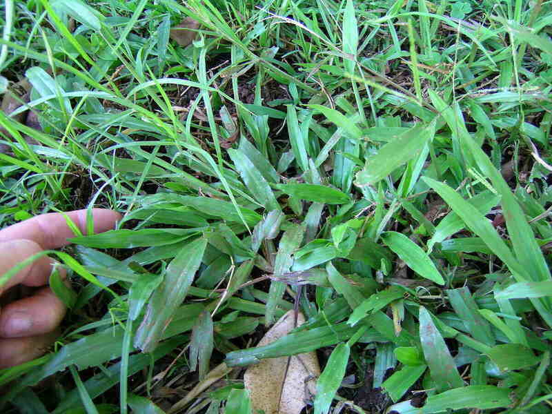 Carpetgrass with a broad leaf