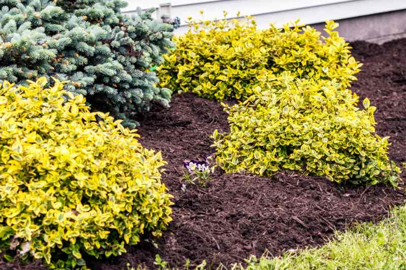 compost mulch in landscaped garden