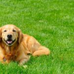 Best Grass for Dogs