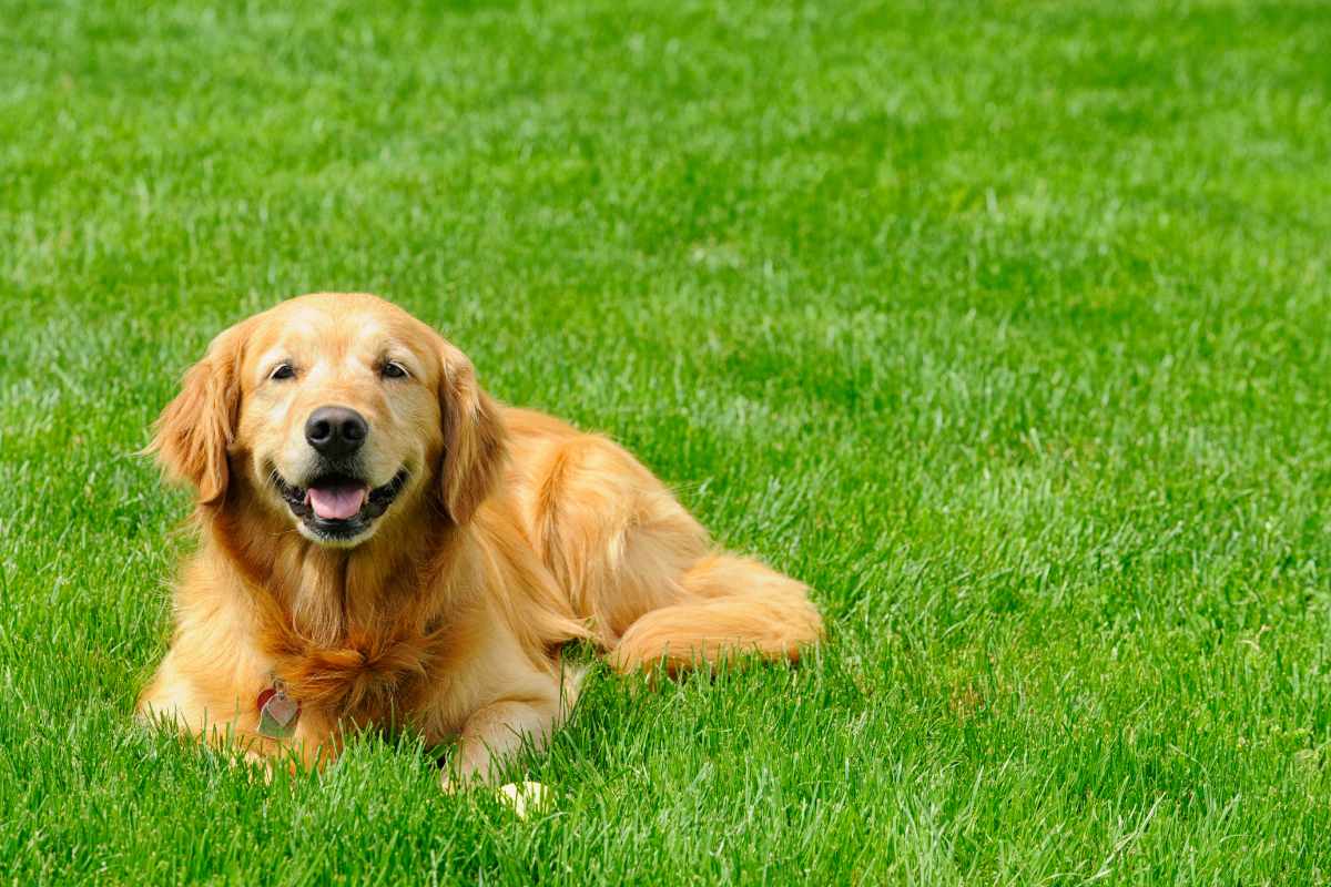 dog sitting on a grass