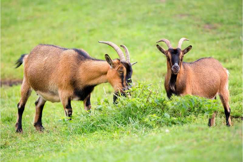 goats grazing