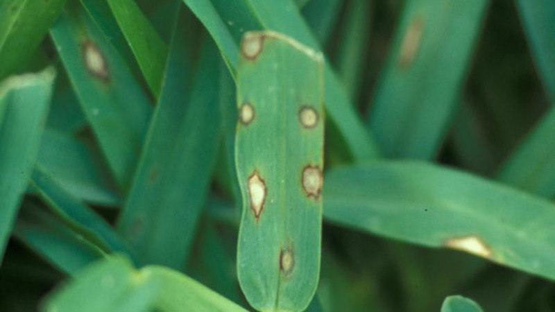 gray leaf spot