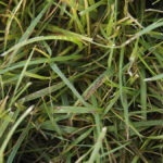 Gray Leaf Spot Lawn Disease: How to Identify, Control, and Prevent It
