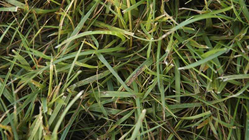 leaf spot disease on grass
