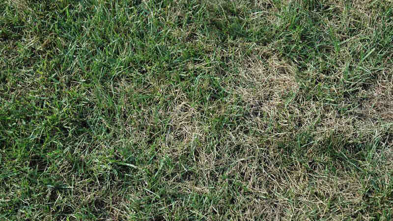 gray leaf spot