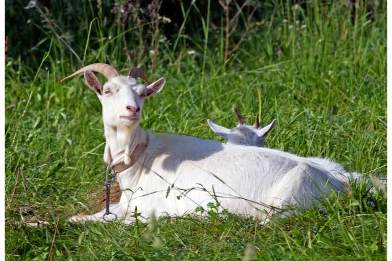white goat sitting in grass