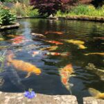 Top 10 FAQs About Koi Ponds (And Their Answers)