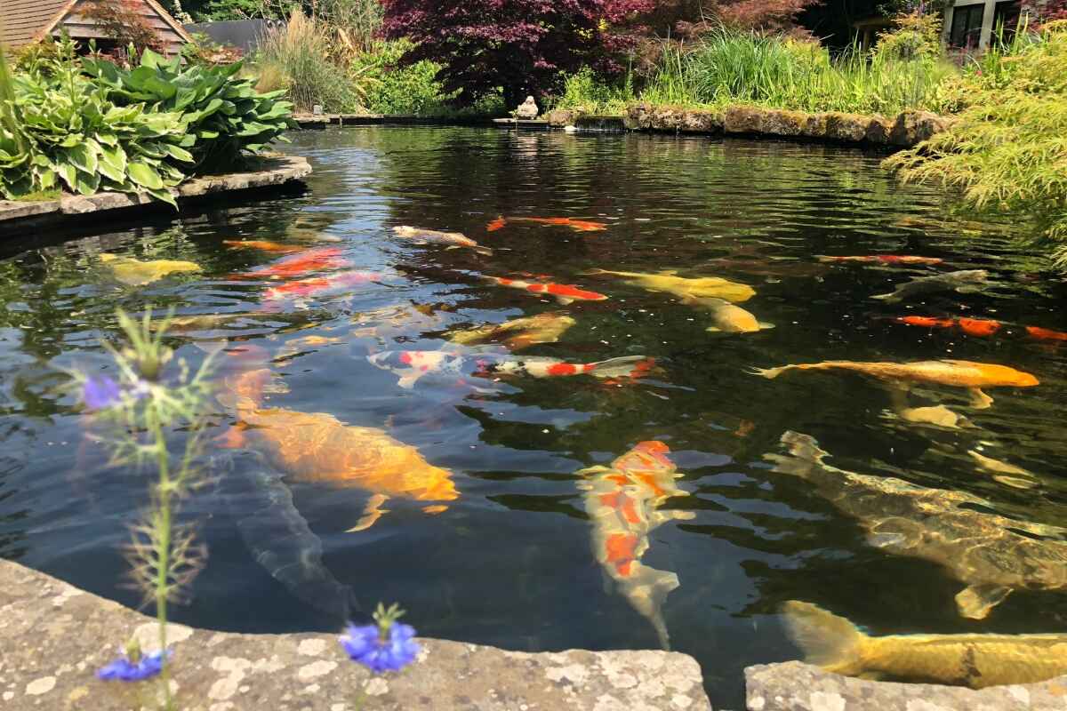 koi pond