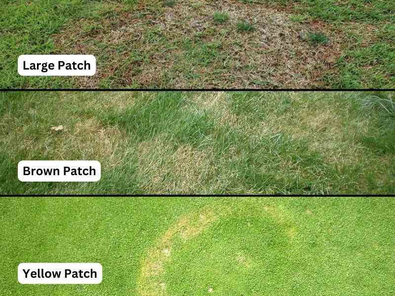 large patch, brown patch and yellow patch disease on grass