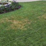 How to Identify, Control, and Prevent Ascochyta Leaf Blight on Turfgrass
