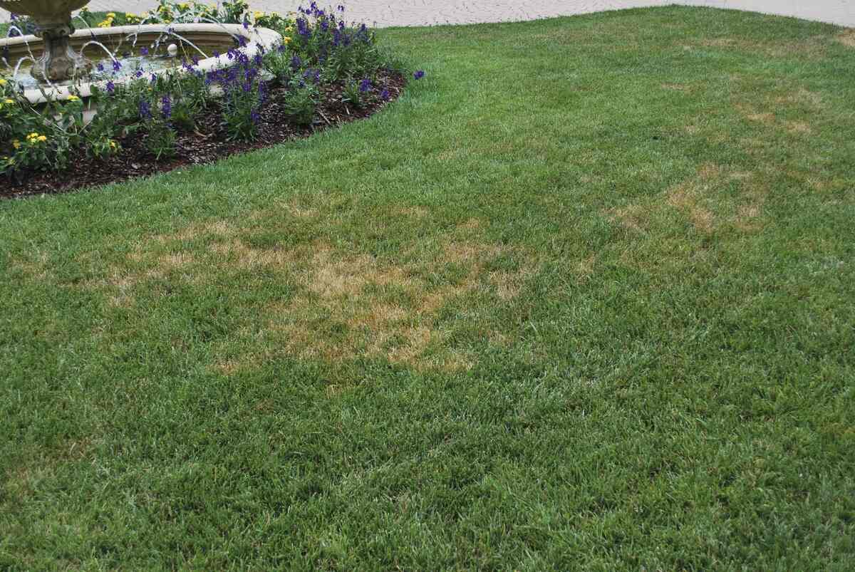 leaf blight in a lawn