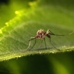 How to Get Rid of Mosquitoes in Your Yard