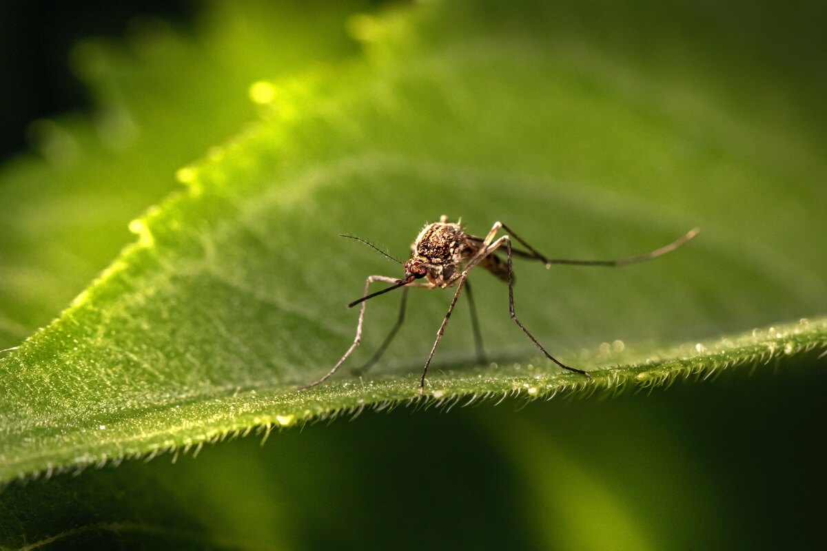 mosquito sitting on a leaf