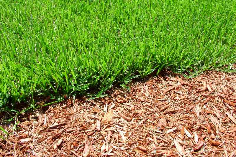 grass and mulch in a lawn