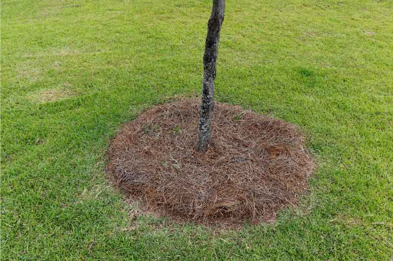pine needles mulch at a tree bottom