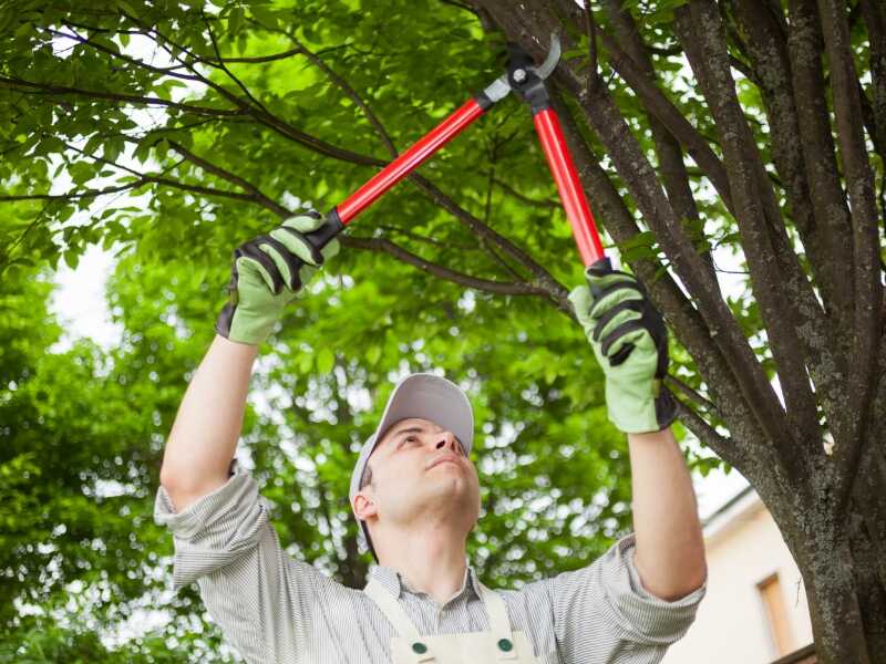 man pruning tree above his head