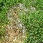 How to Identify, Control, and Prevent Pythium Blight Lawn Disease
