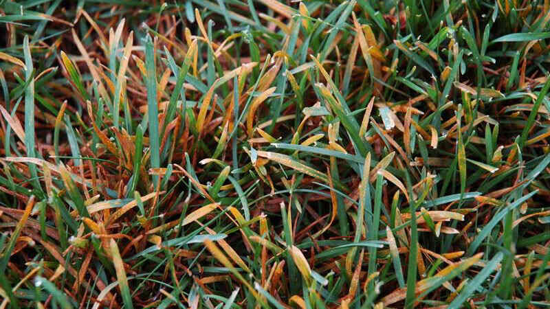 leaf rust disease on grass