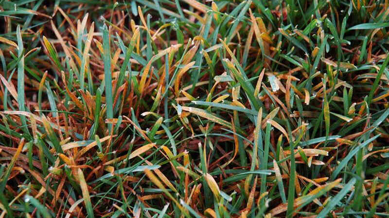 leaf rust on grass