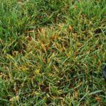 How to Identify, Control, and Prevent Leaf Rust in Grass