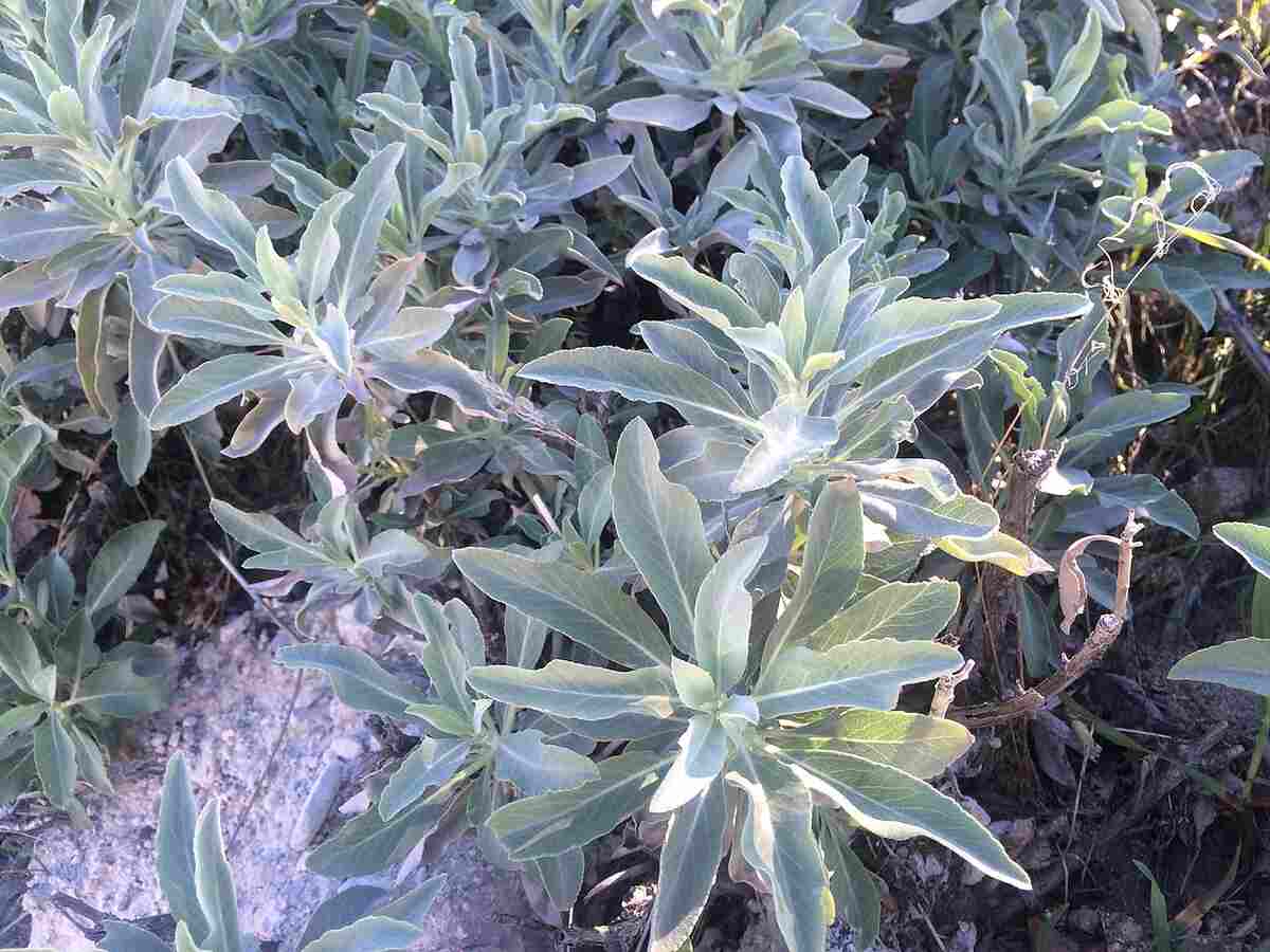 closeup image of a sage plant