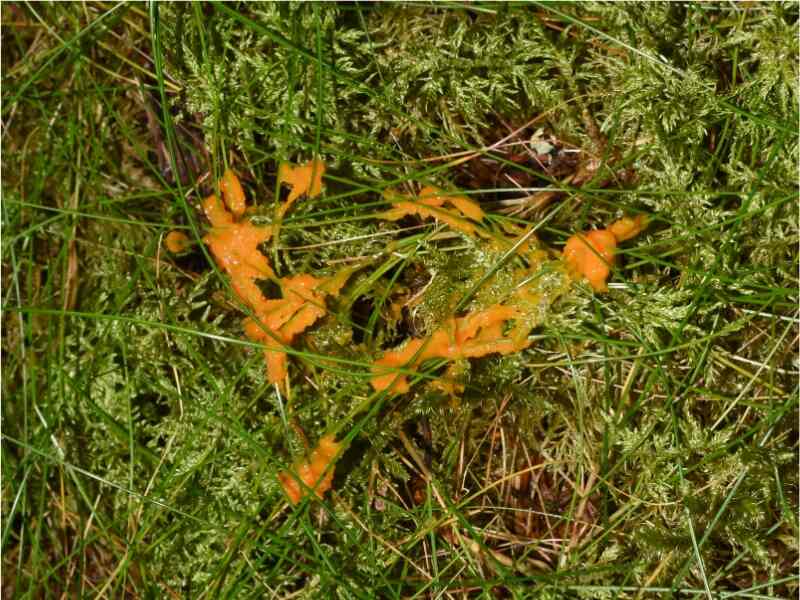 dog vomit slime mold