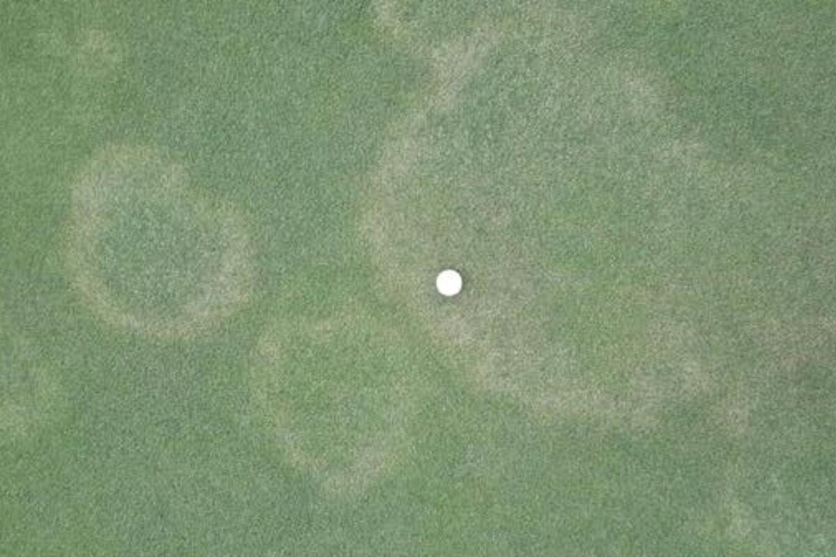 take-all root rot on a putting green with a gold ball for reference