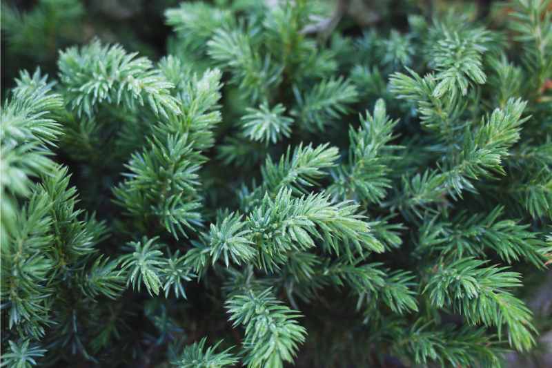 textured evergreen plant