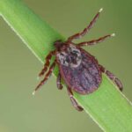 How to Get Rid of Ticks in Your Yard