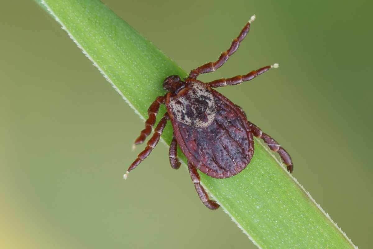 tick sitting on a plant stem