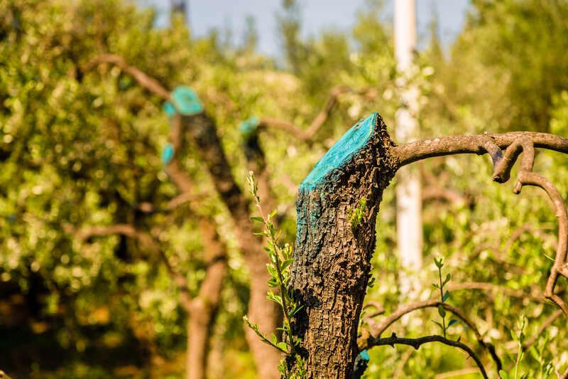 tree wound pruning blue sealer