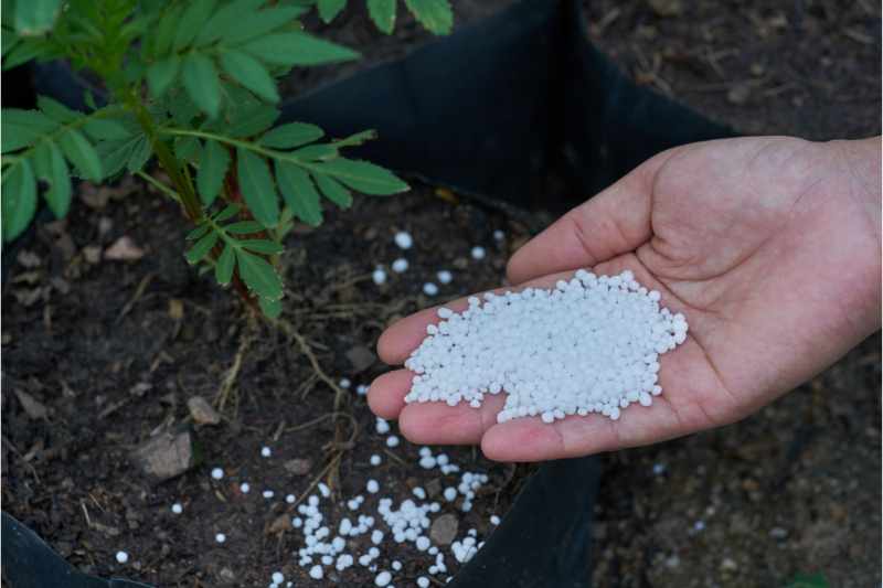 fertilizer in a gardener hand