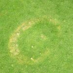 How to Identify, Control, and Prevent Yellow Patch Lawn Disease