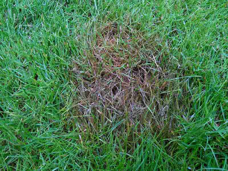 Fusarium blight lawn disease