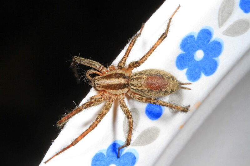 Grass spider crawls across white floral fabric, showing striped body, long legs, and a tapered patterned abdomen.