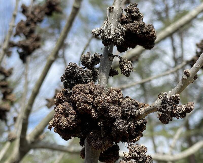 Ash flower gall disease on a tree