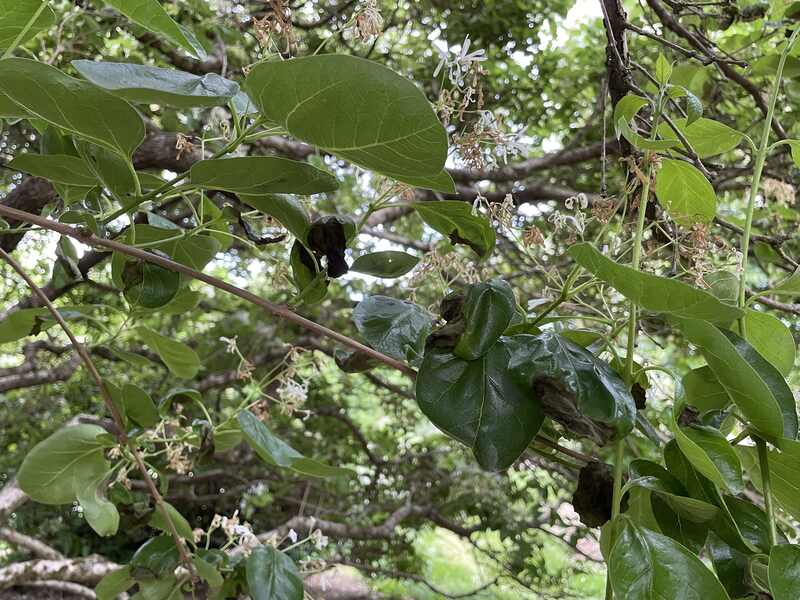 Ash Anthracnose Disease  on a tree