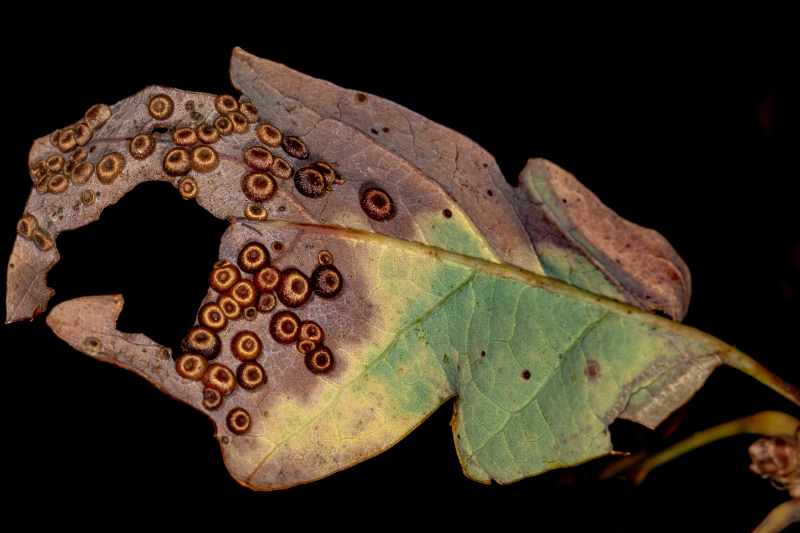 ash rust disease on a leaf