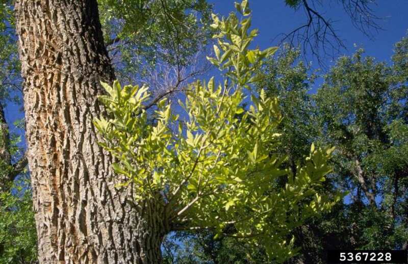 Ash yellows disease on a tree