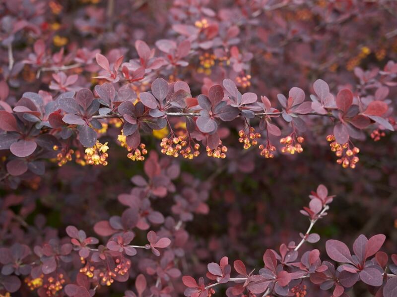Barberry ‘Crimson Pygmy’ (Berberis thunbergii var. atropurpurea)