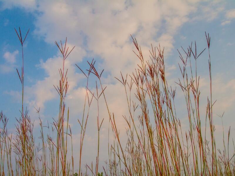 Big Bluestem Grass (Andropogon gerardii)