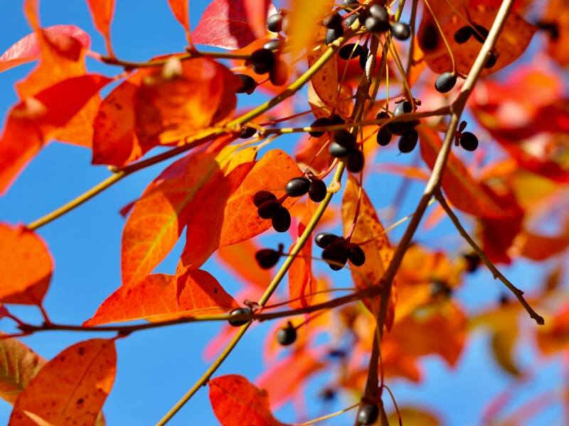 photo of the black tupelo plant