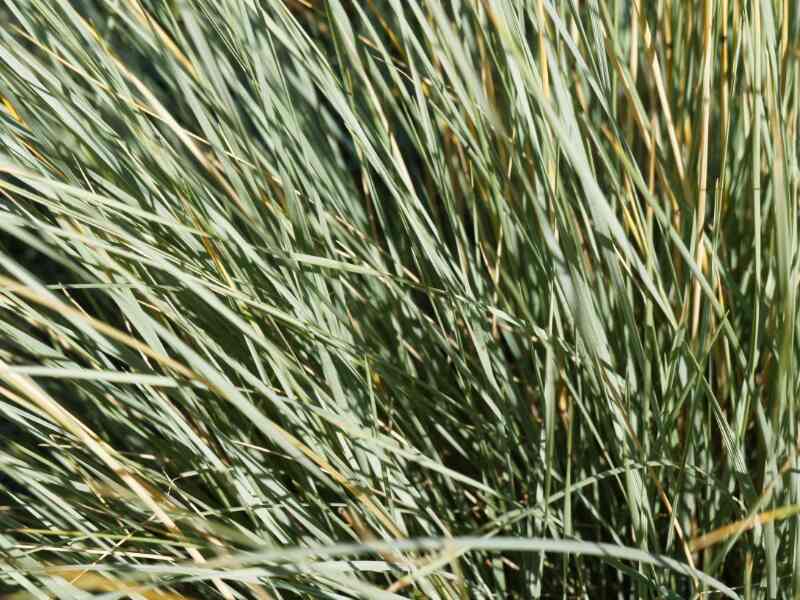 Blue Oat Grass (Helictotrichon sempervirens)