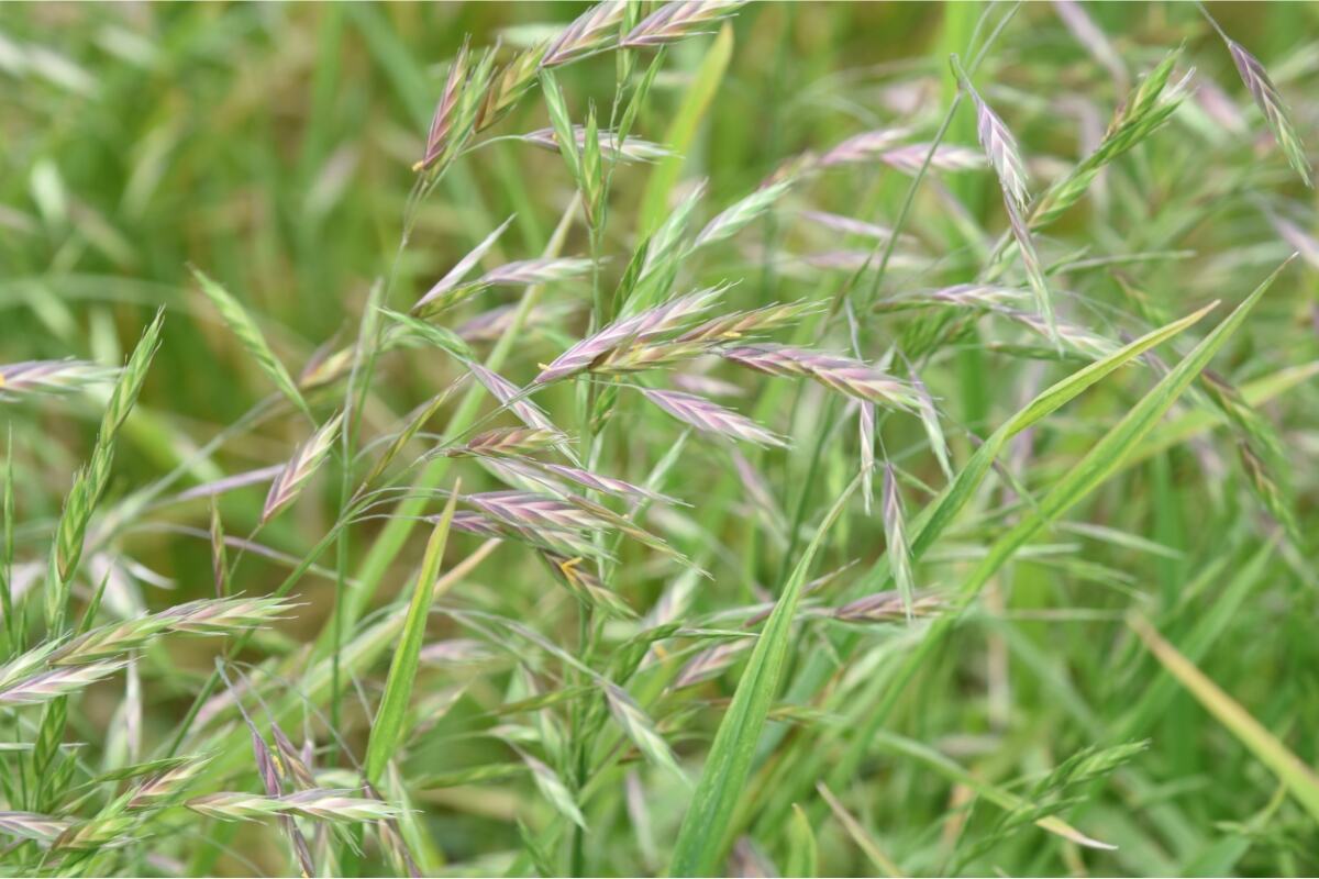 Bromus catharticus