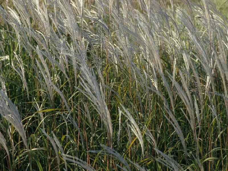 Chinese Silver Grass (Miscanthus sinensis ‘Gracilimus’)