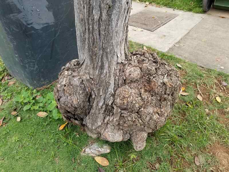 Crown gall disease on a tree