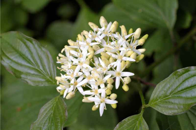 white flowers on a plant