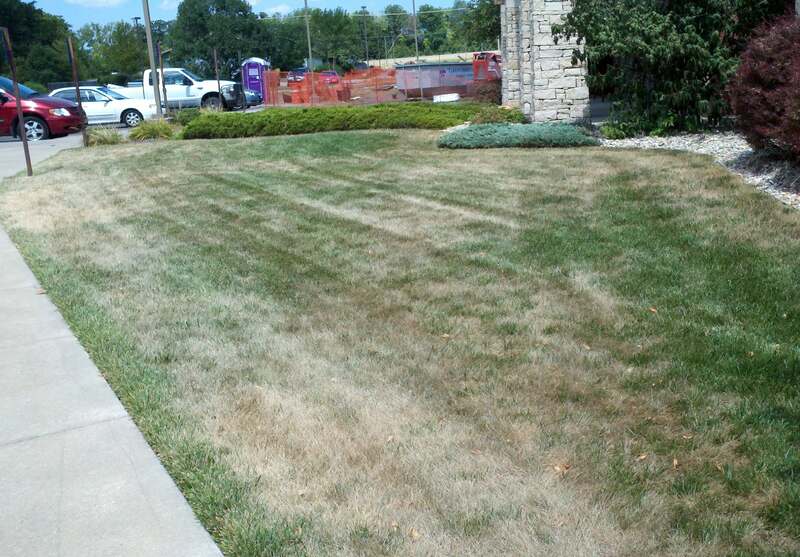 Dormant Lawn