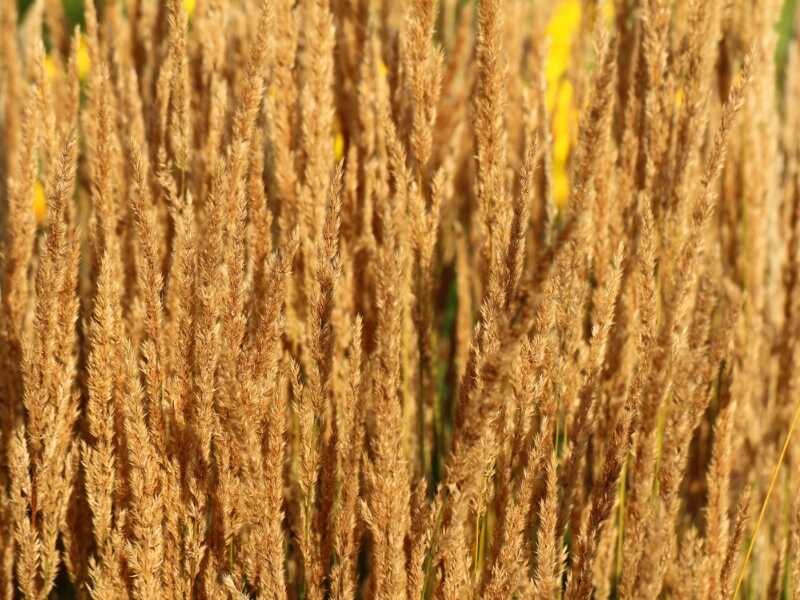 Feather Reed Grass (Calamagrostis x acutiflora)