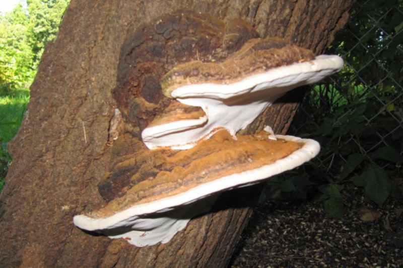 Bracket fungi on a tree